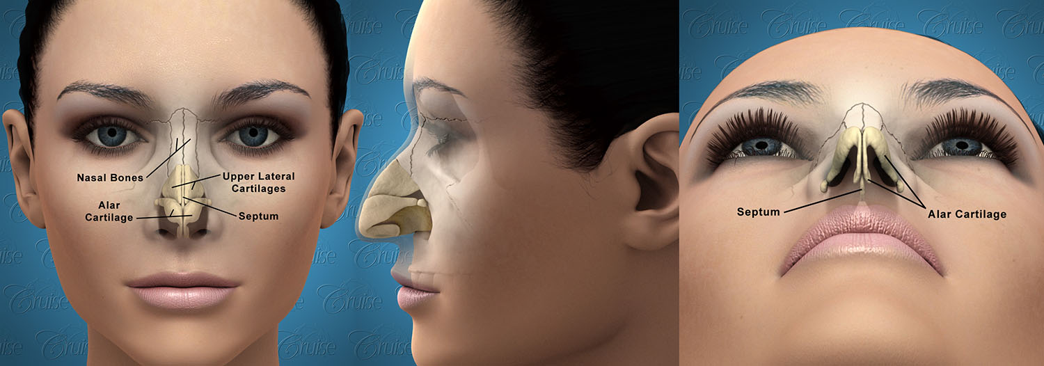 Female Nose Anatomy